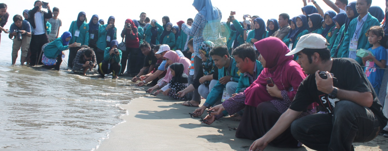 Mahasiswa Unsyiah Lepas Tukik Penyu Ke Laut